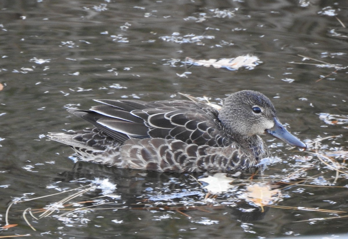 Blue-winged Teal - ML643839932