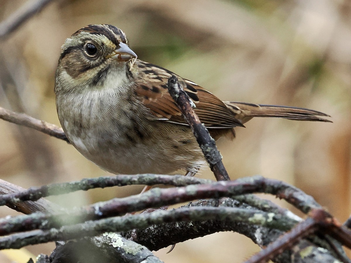 Swamp Sparrow - ML643839933