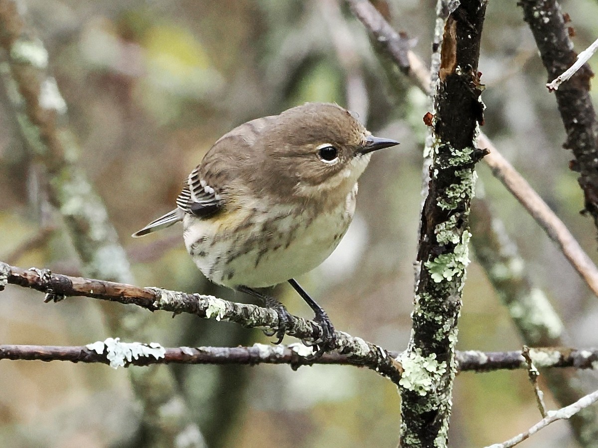 Yellow-rumped Warbler - ML643839947