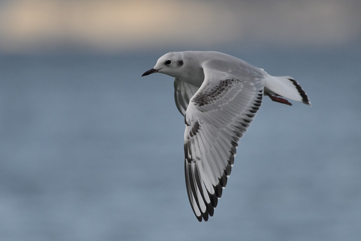 Bonaparte's Gull - ML643839948
