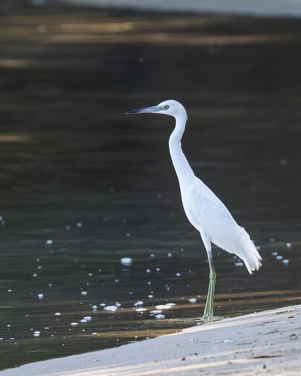 Little Blue Heron - ML643839953