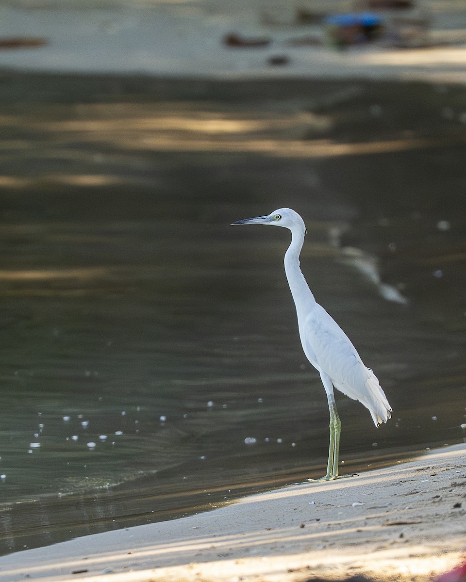 Little Blue Heron - ML643839954