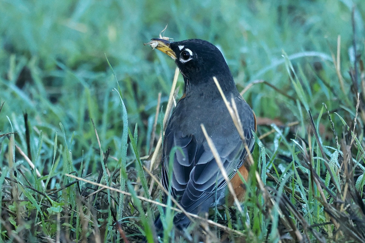 American Robin - ML643839960