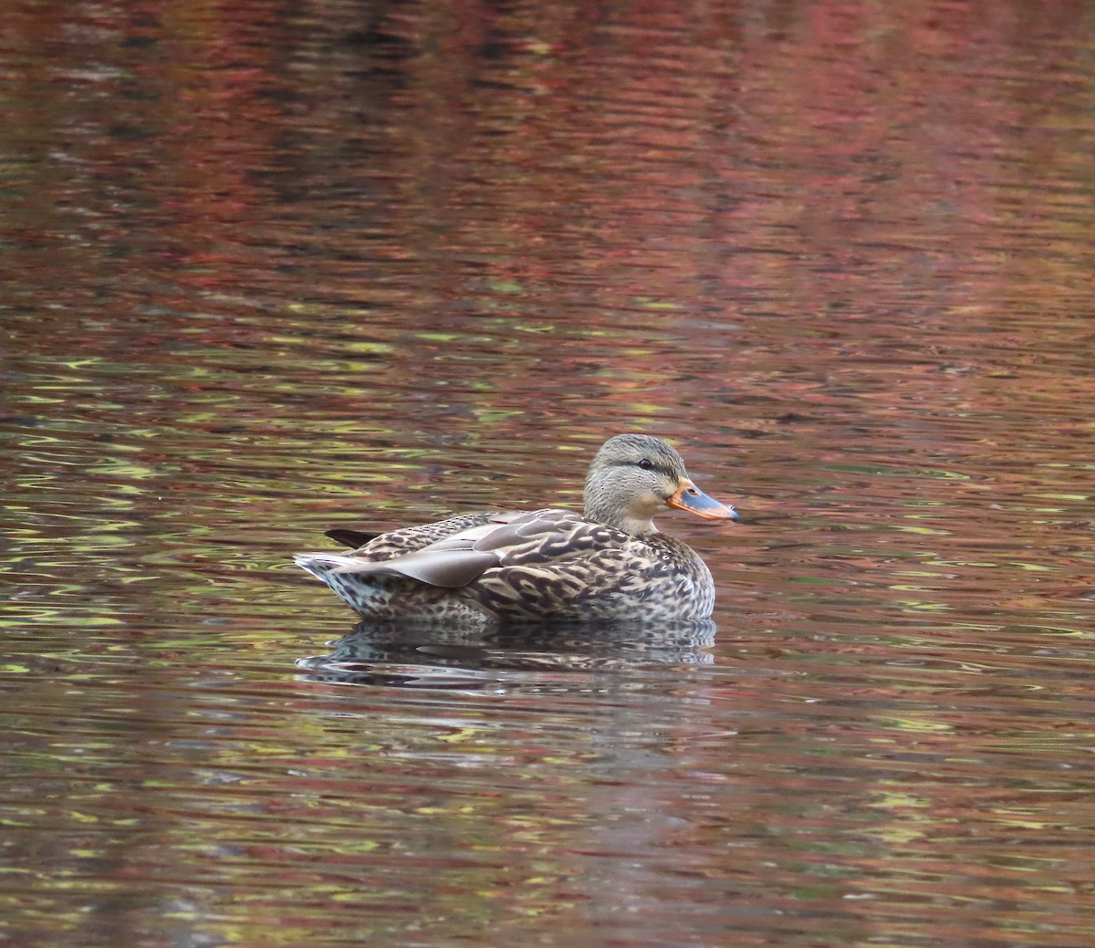 Mallard - ML643839986