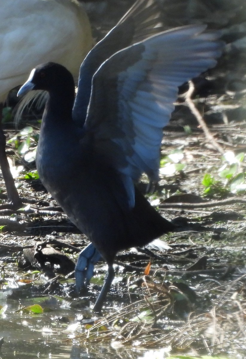 Eurasian Coot - ML643839996