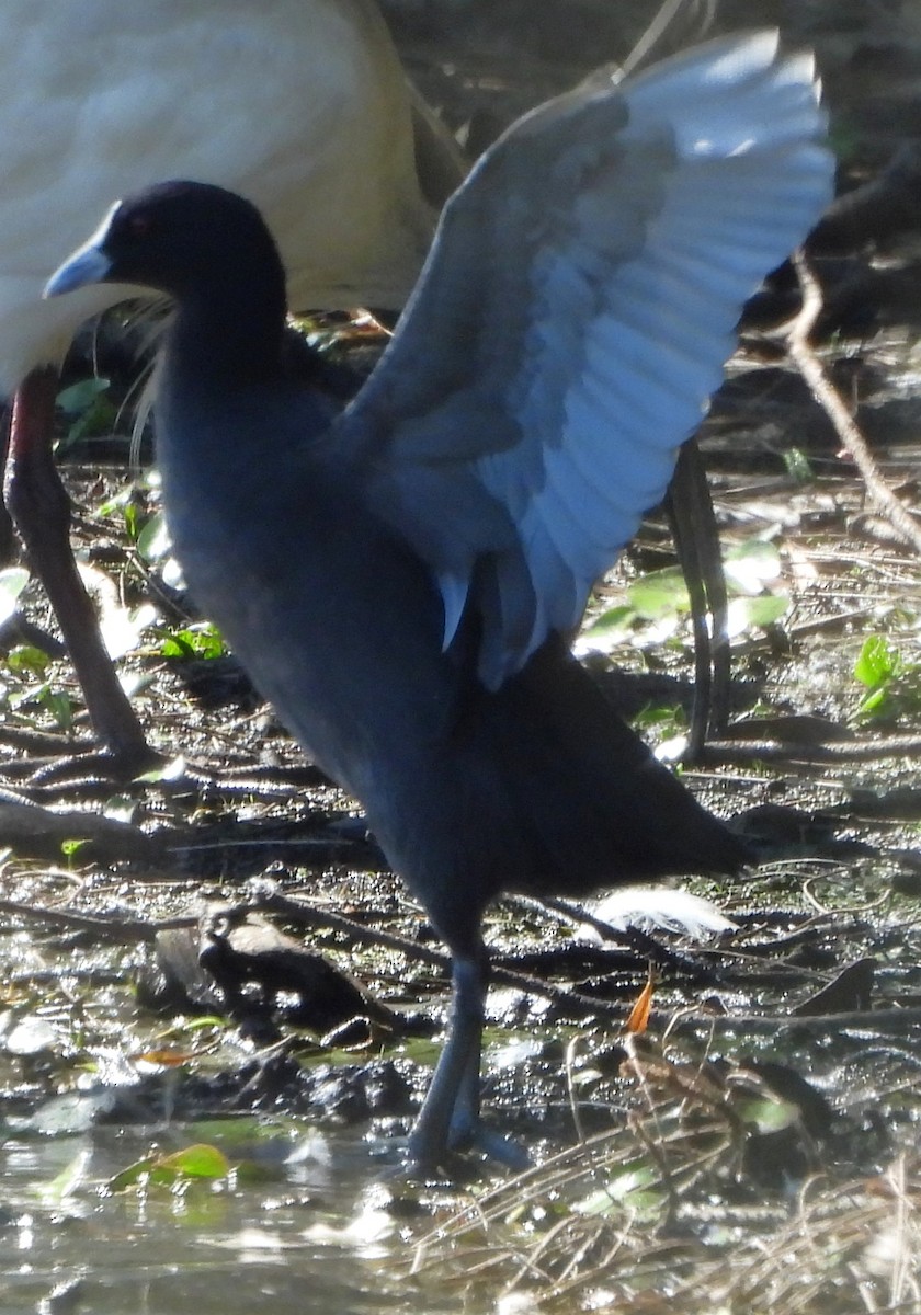 Eurasian Coot - ML643839997