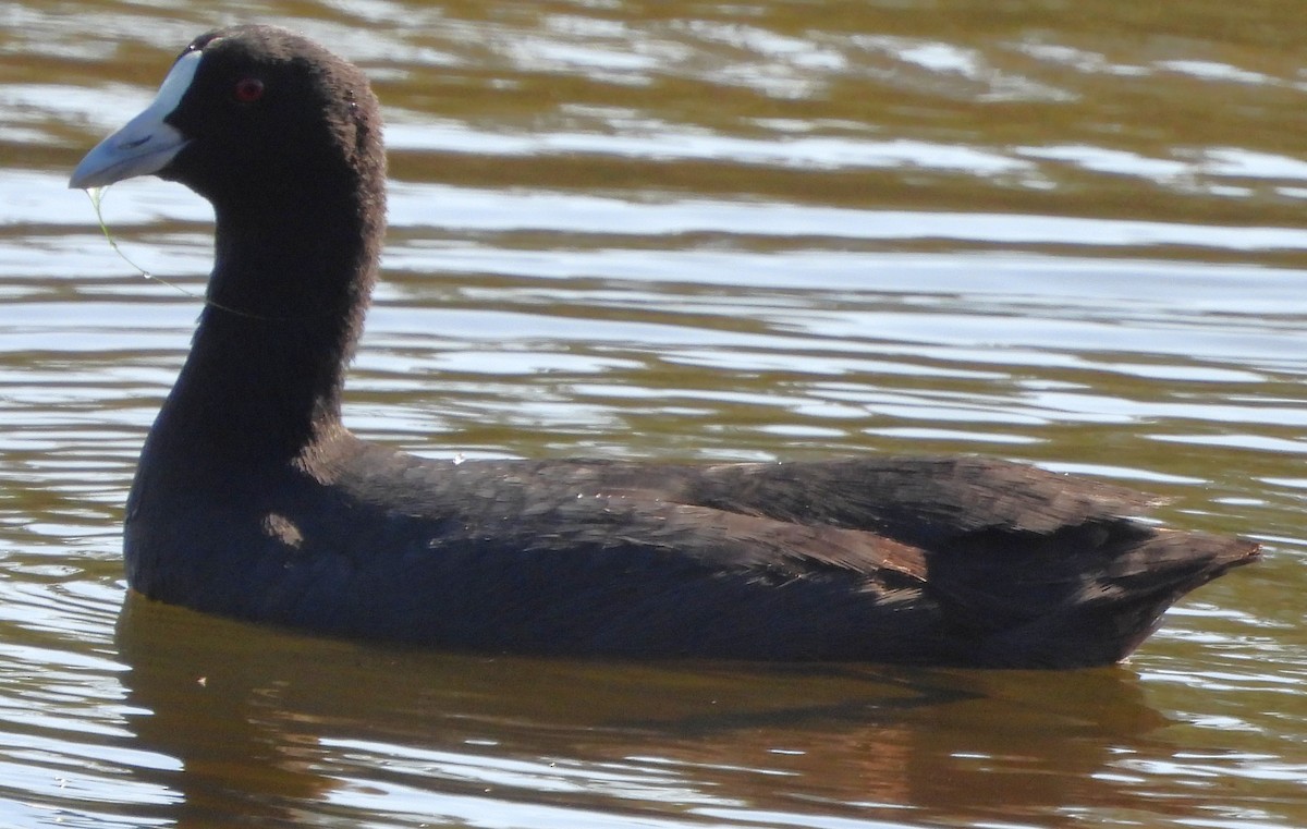 Eurasian Coot - ML643839998