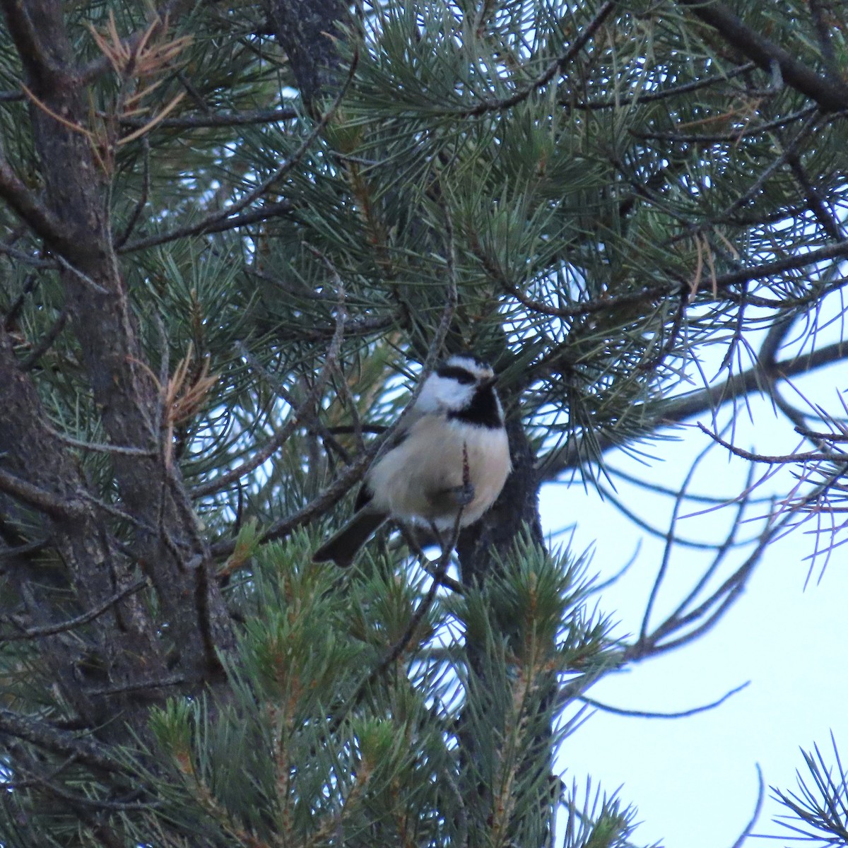 Mountain Chickadee - ML643840001