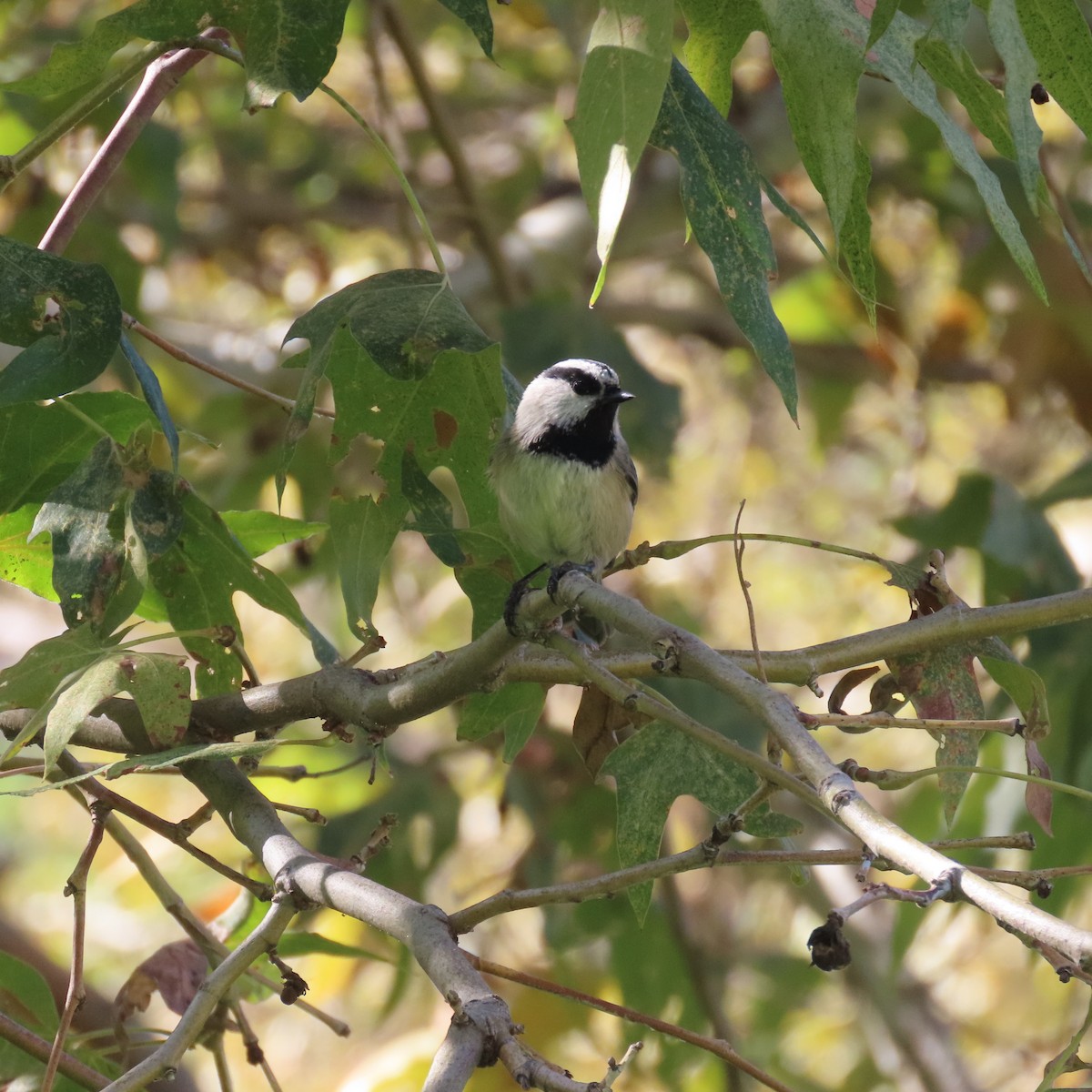 Mountain Chickadee - ML643840002
