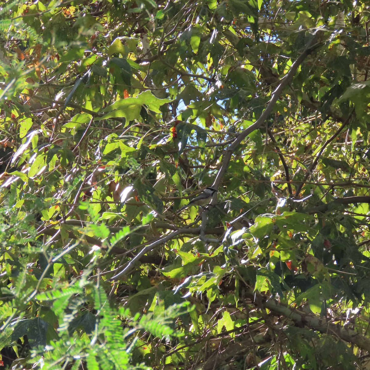 Mountain Chickadee - ML643840004