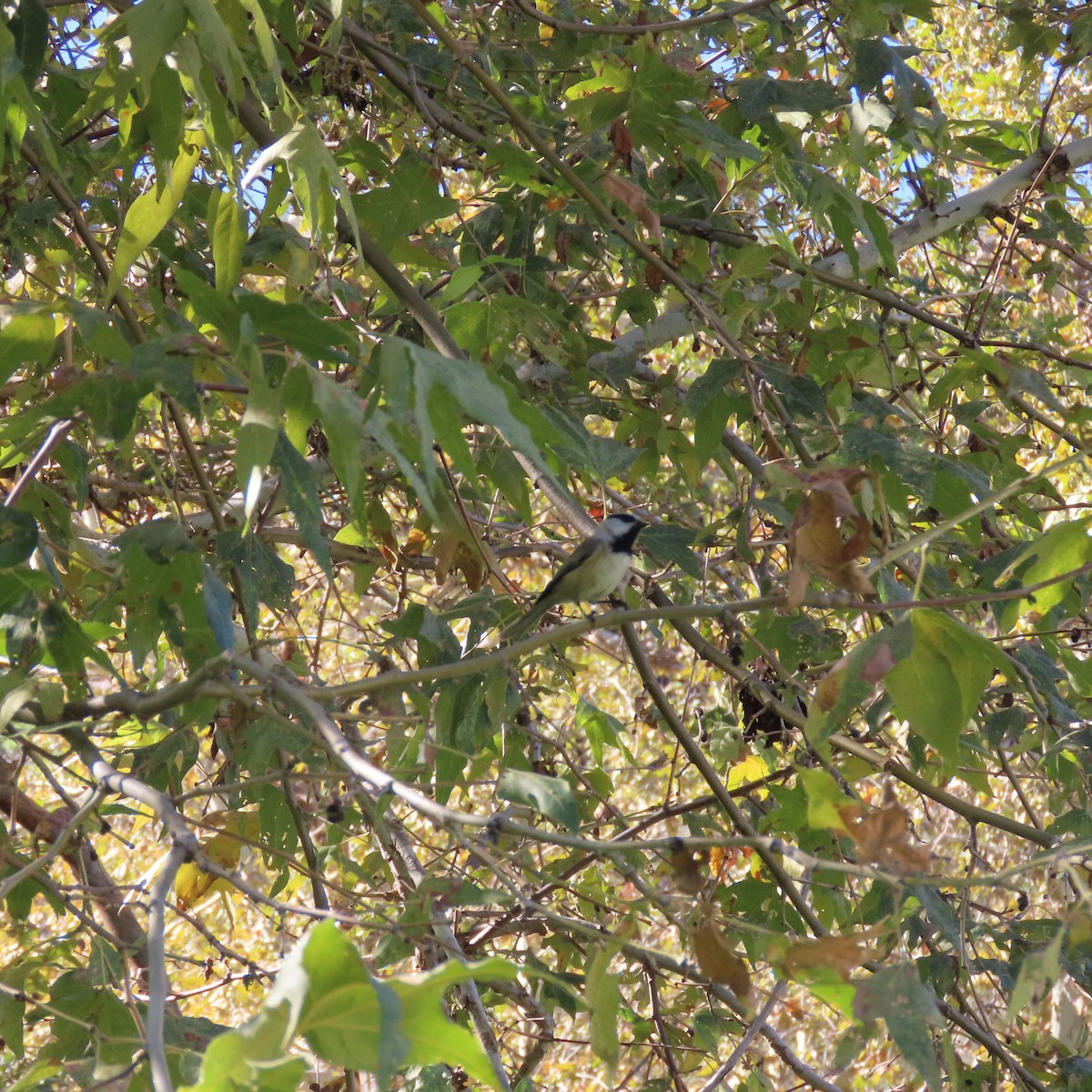 Mountain Chickadee - ML643840005