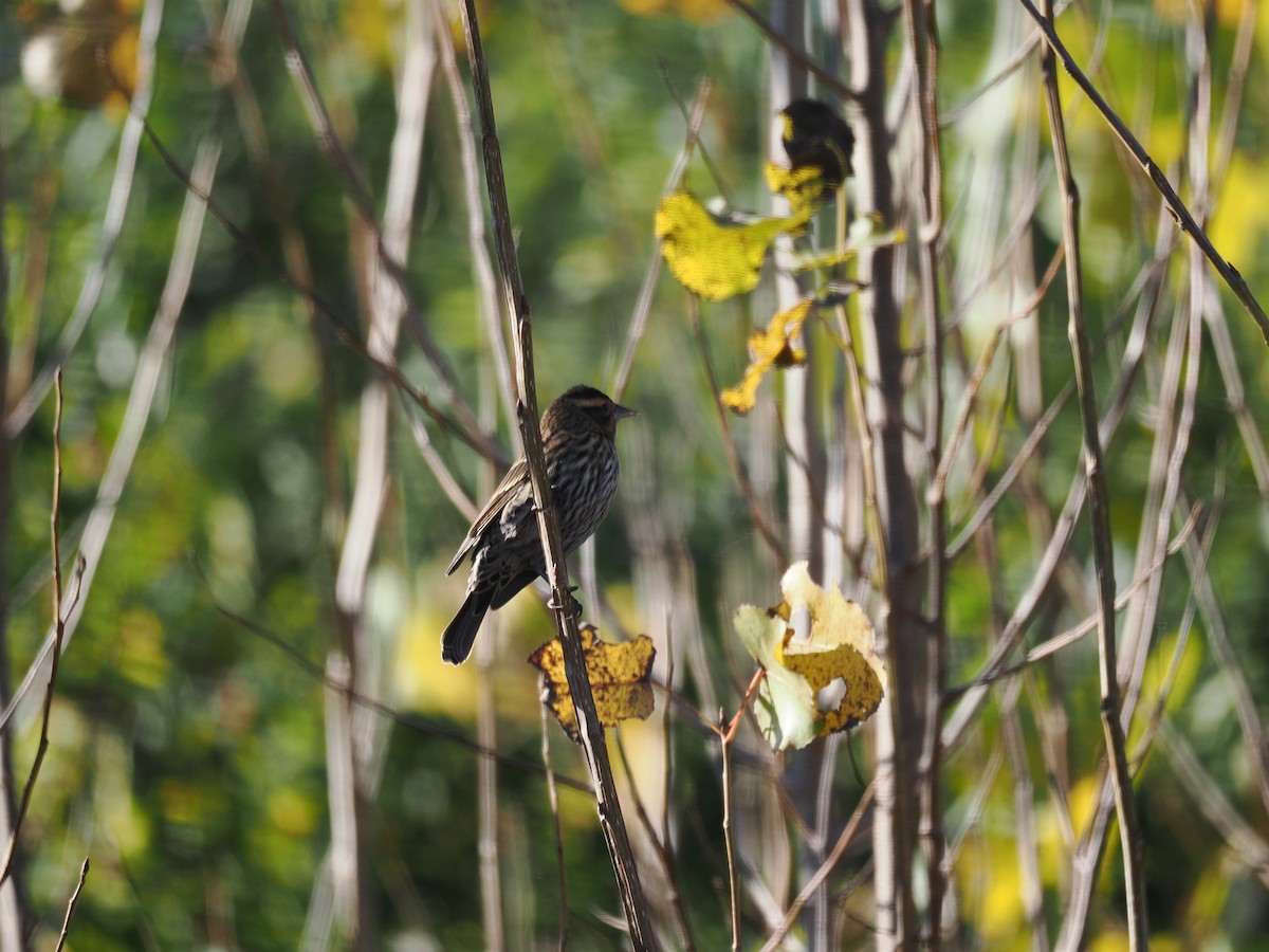 ハゴロモガラス - ML643840006