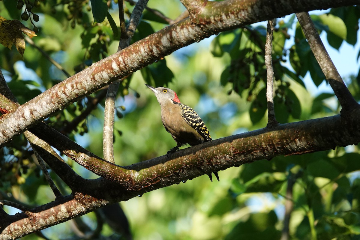 Hispaniolan Woodpecker - ML643840009