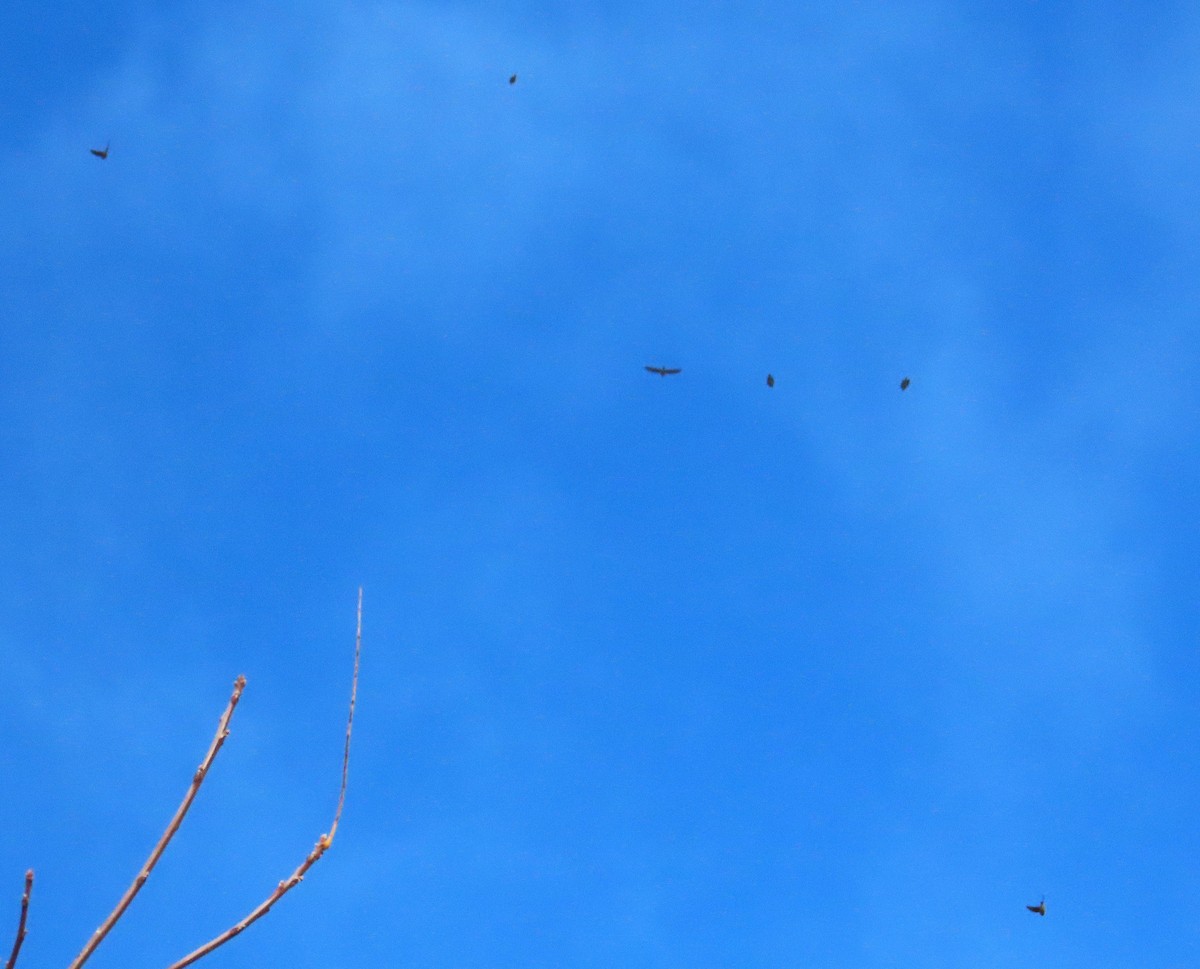 Turkey Vulture - ML643840015