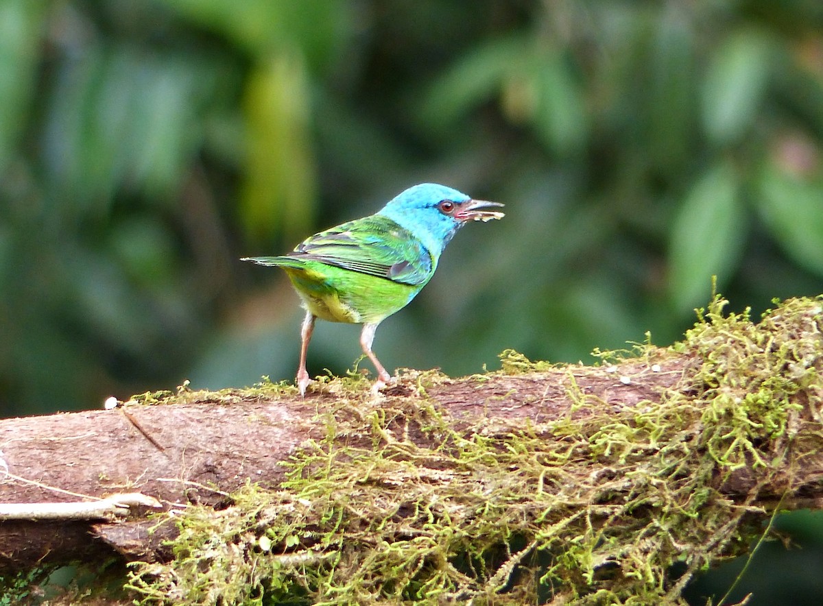 Blue Dacnis - ML643840032
