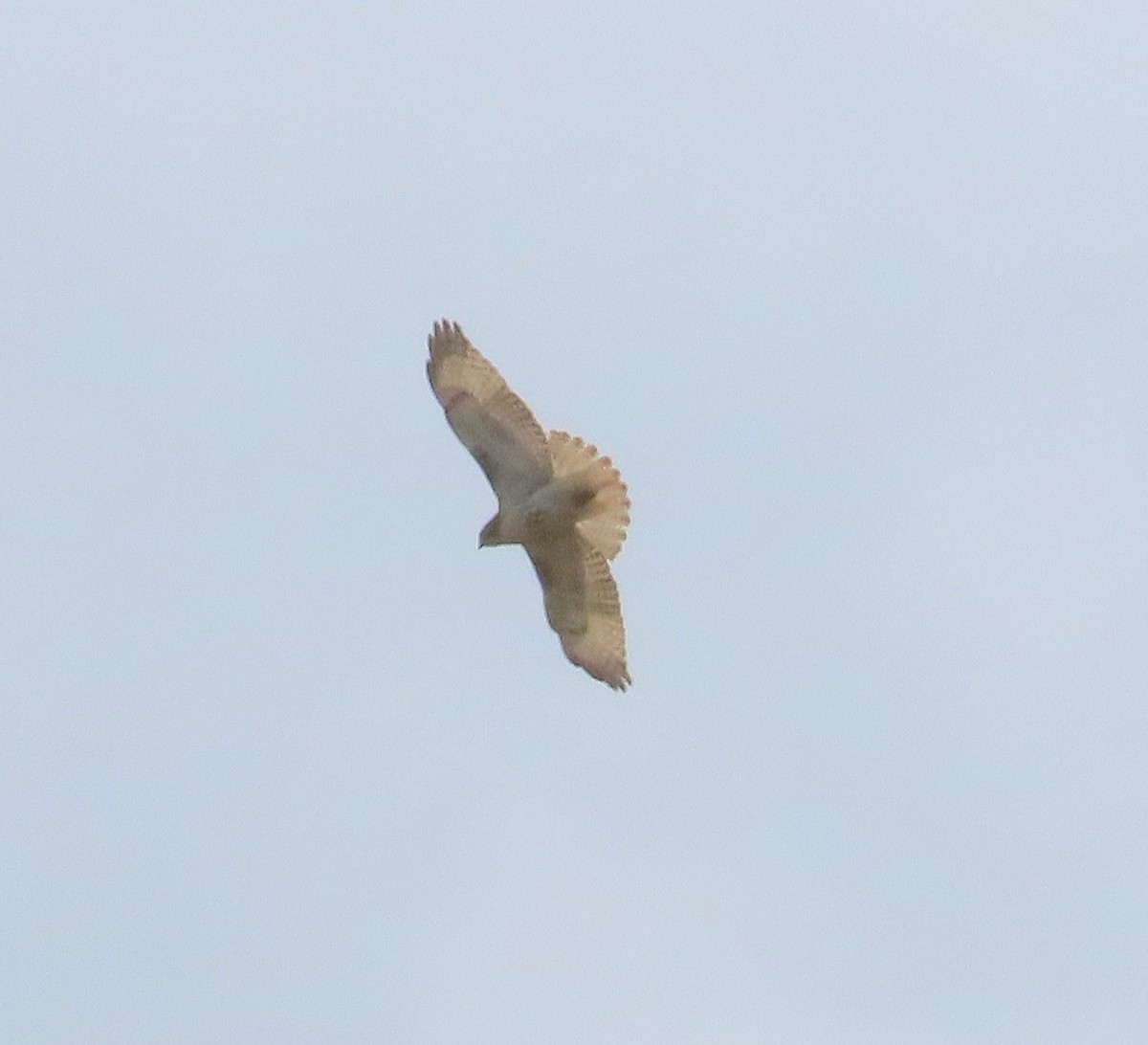 Red-tailed Hawk - ML643840035