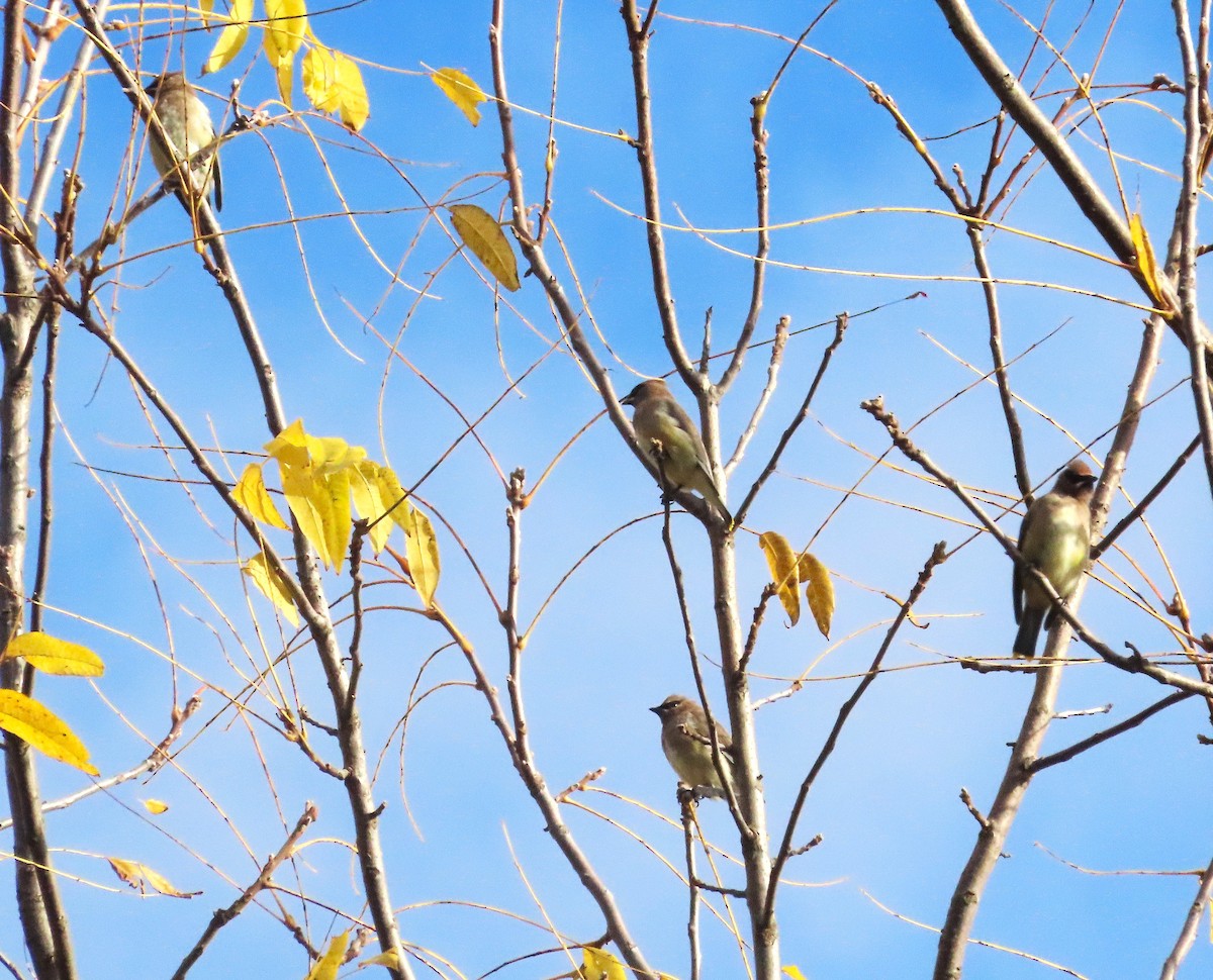 Cedar Waxwing - ML643840060