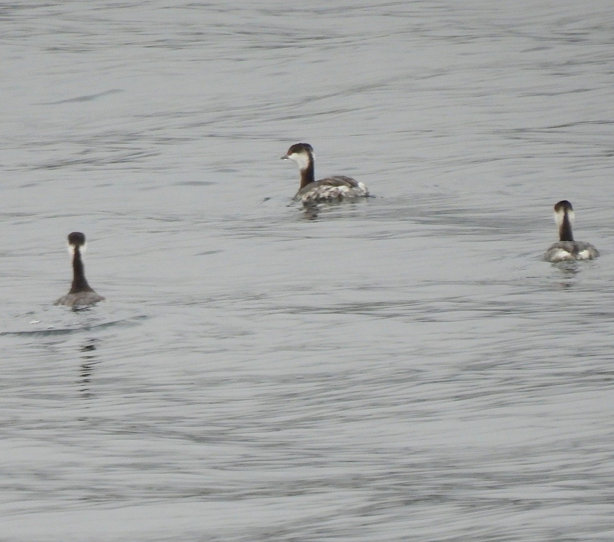 Horned Grebe - ML643840072