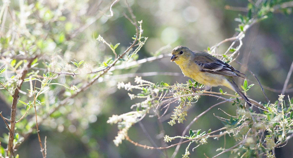 Lesser Goldfinch - ML643840073