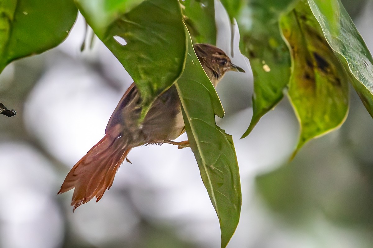 Al Yüzlü Dikenkuyruk - ML643840088