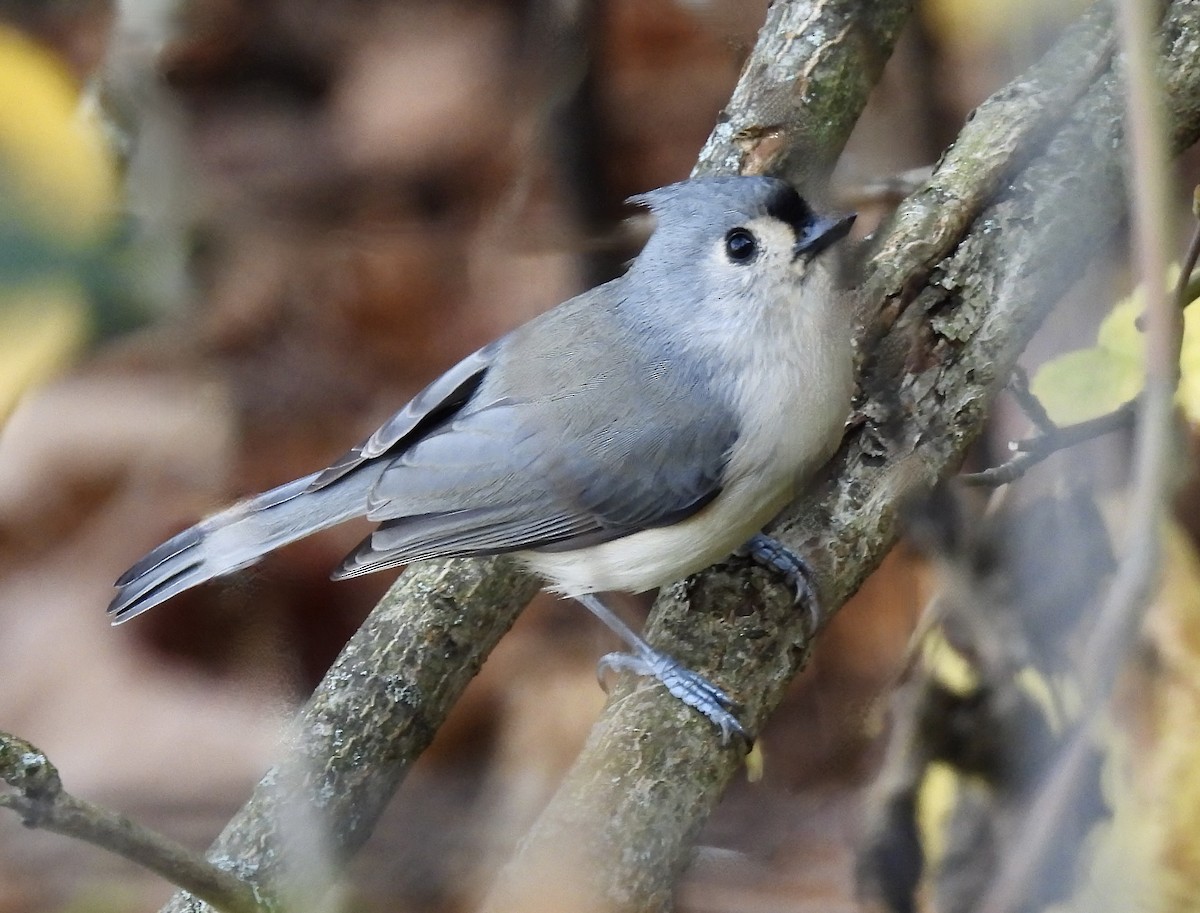 Tufted Titmouse - ML643840102