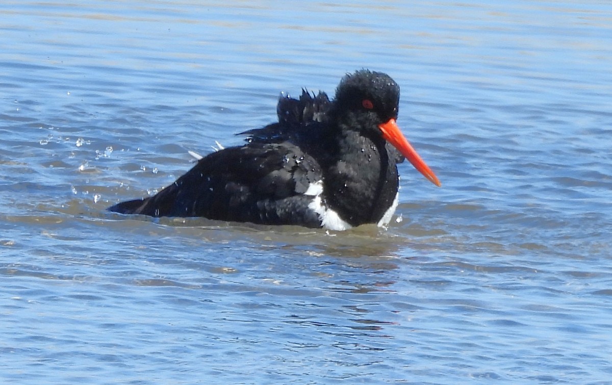 Pied Oystercatcher - ML643840105