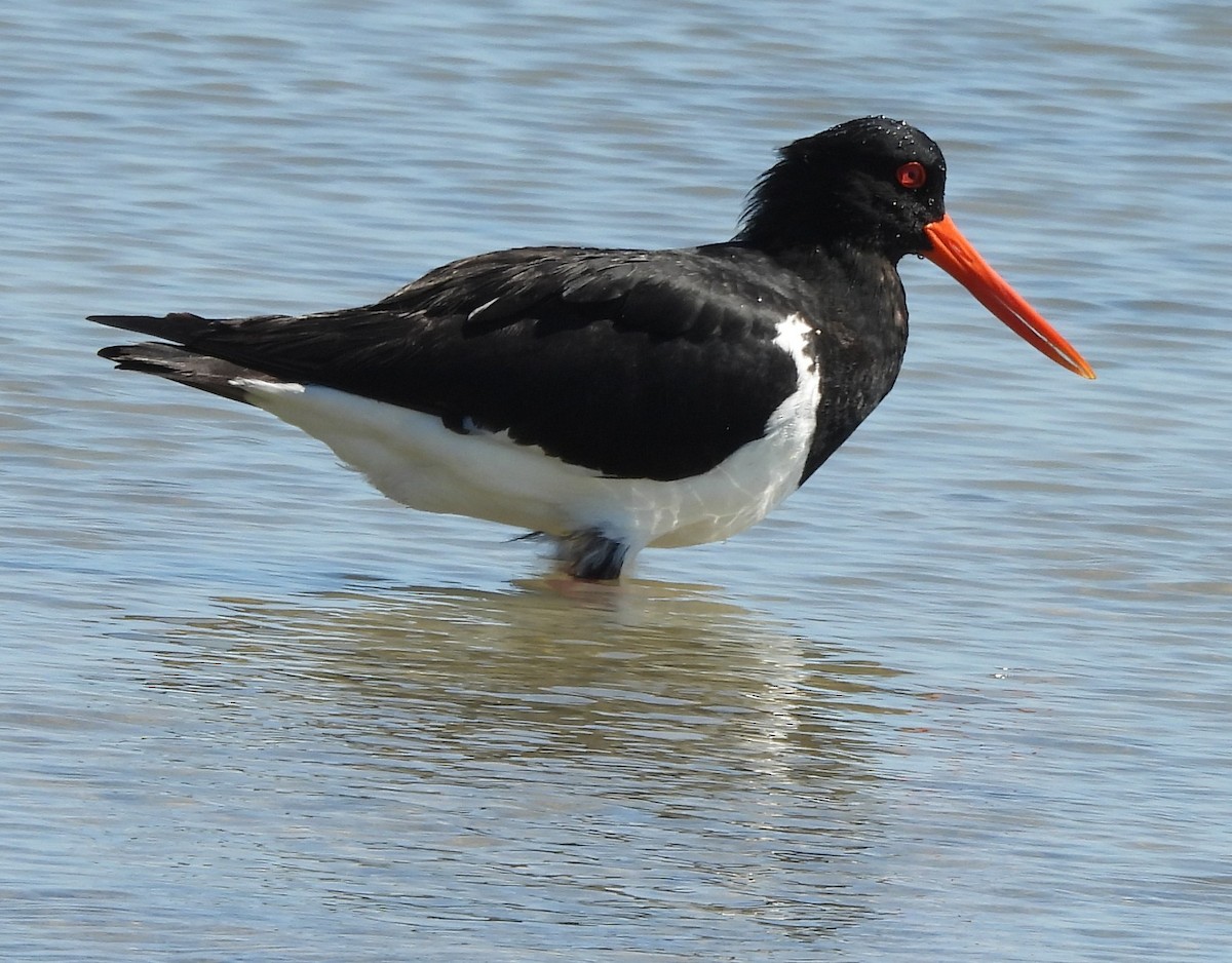 Pied Oystercatcher - ML643840106