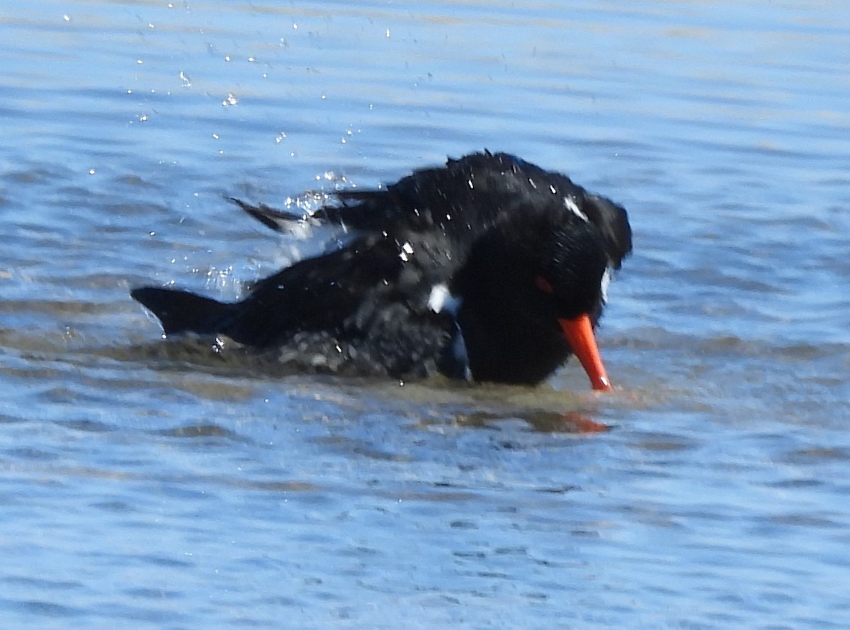 Pied Oystercatcher - ML643840107