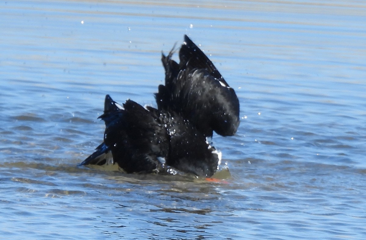 Pied Oystercatcher - ML643840109
