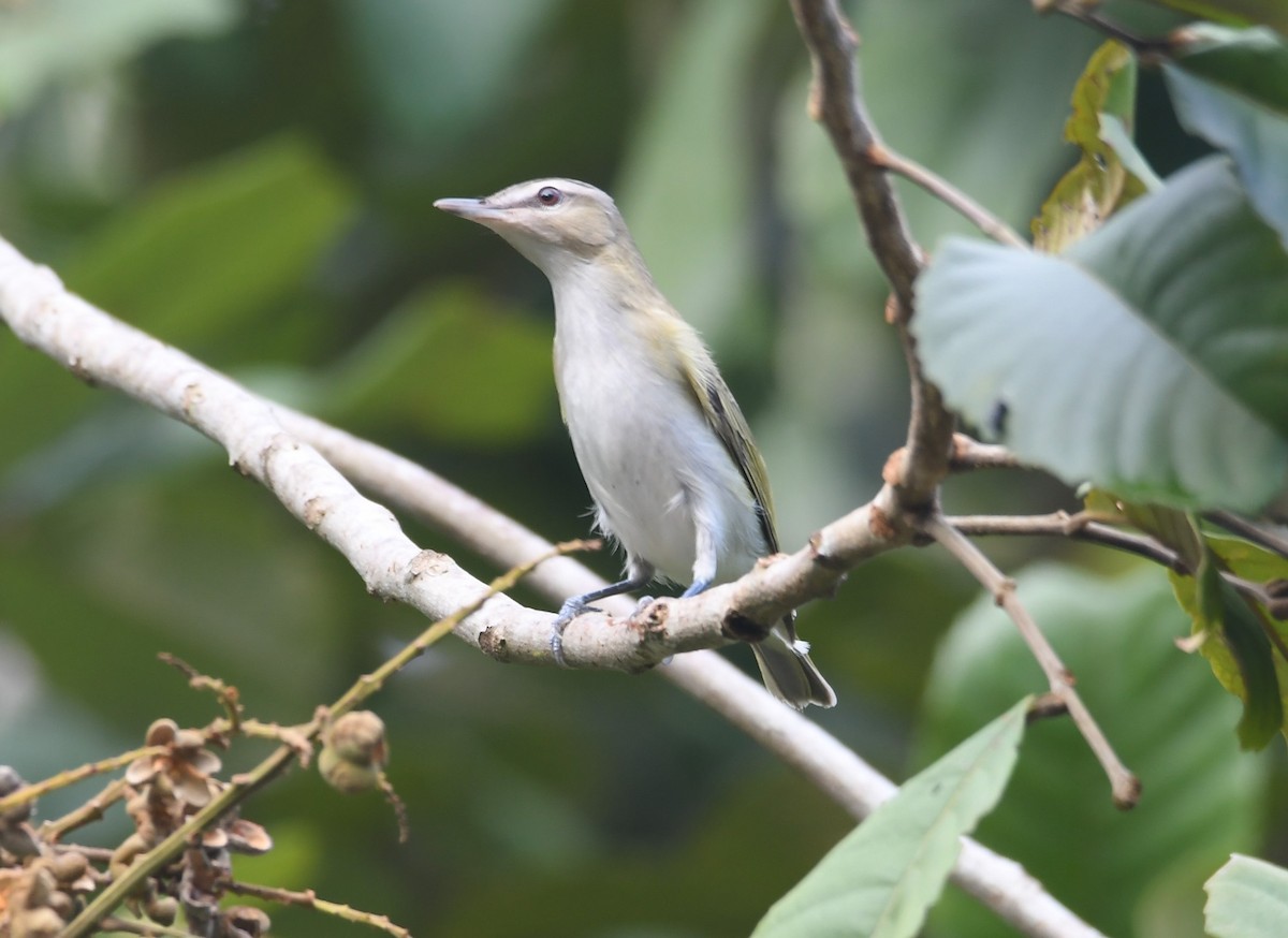 Rotaugenvireo - ML643840129