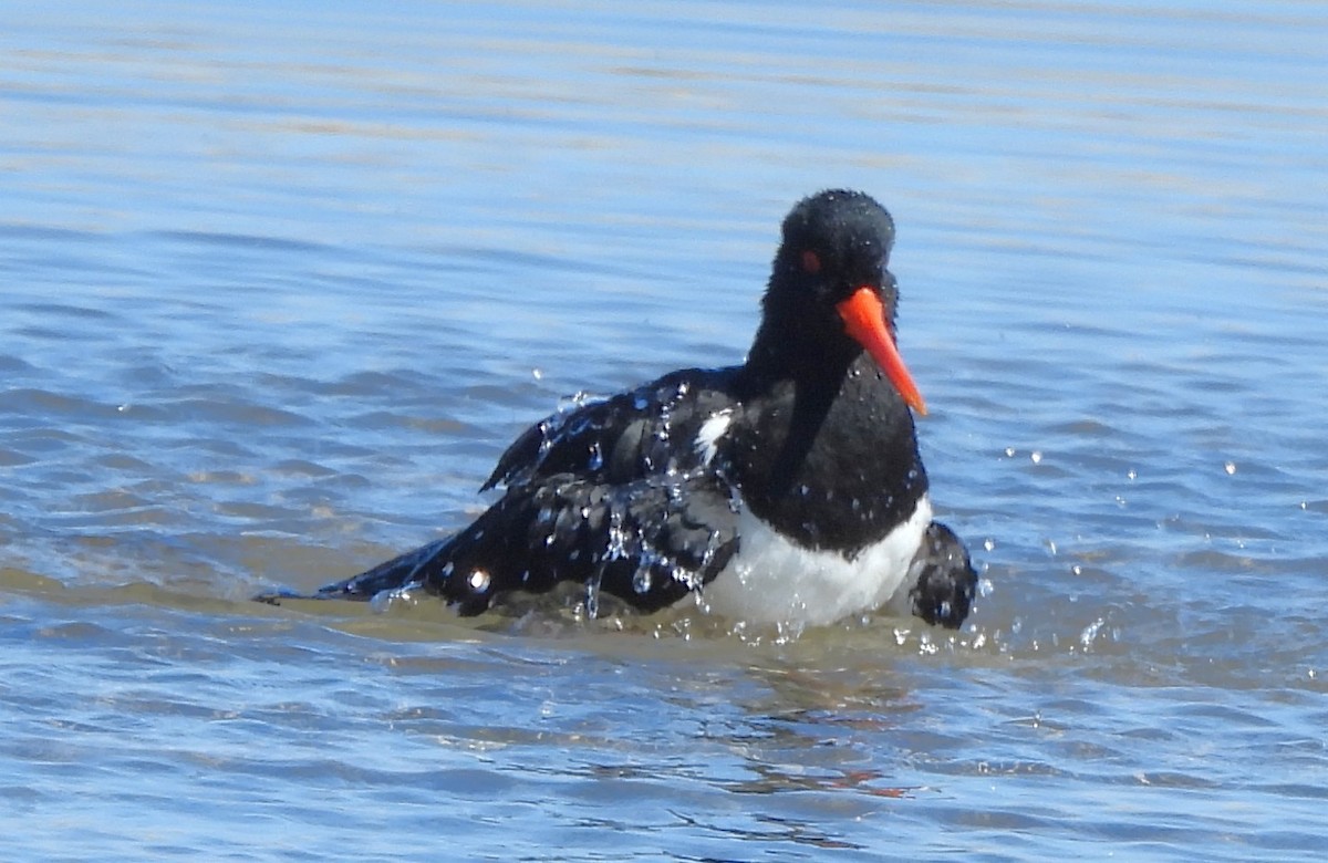 Pied Oystercatcher - ML643840160
