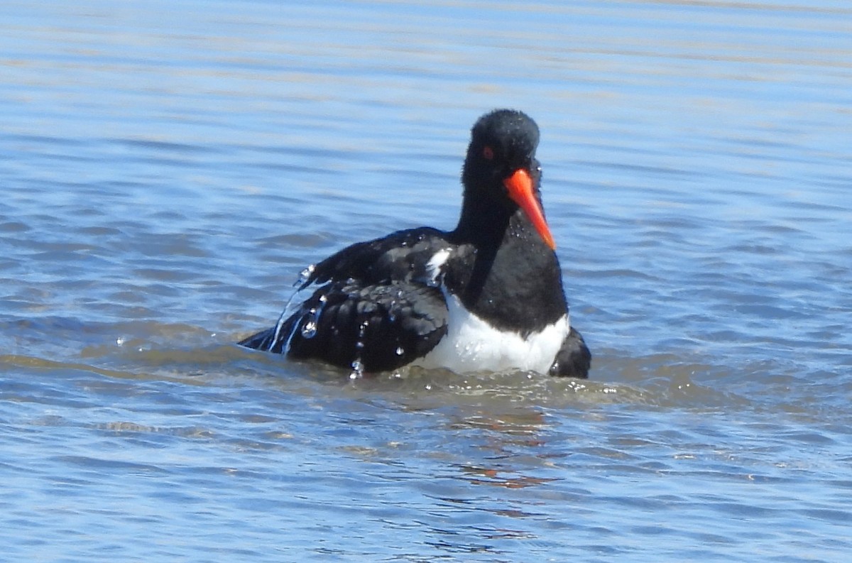 Pied Oystercatcher - ML643840161