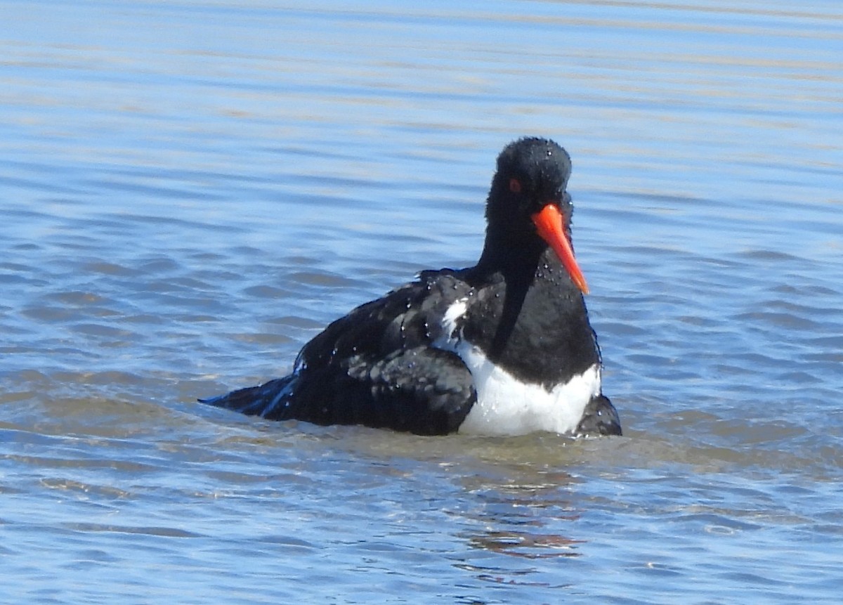 Pied Oystercatcher - ML643840162
