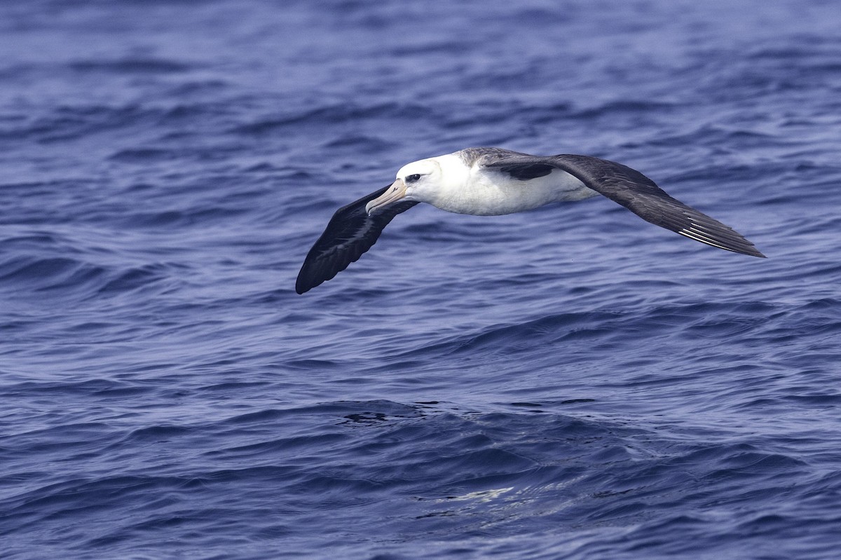 Albatros de Laysan - ML643840175