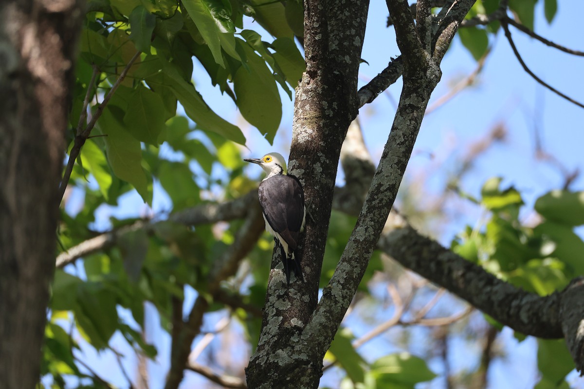 White Woodpecker - ML643840176