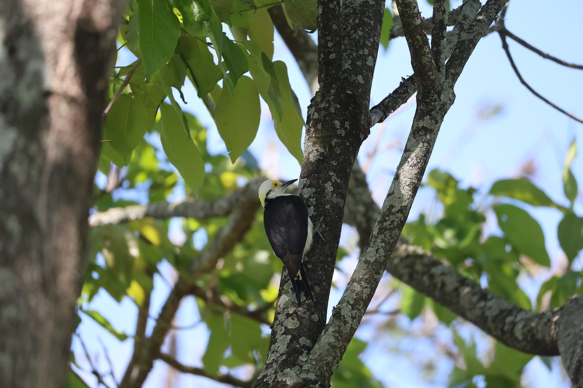 White Woodpecker - ML643840177