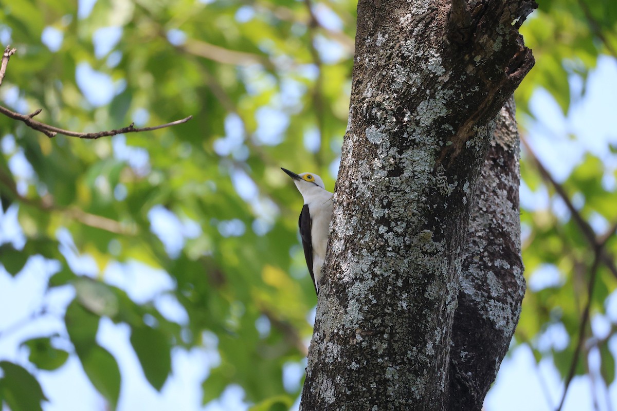 White Woodpecker - ML643840178
