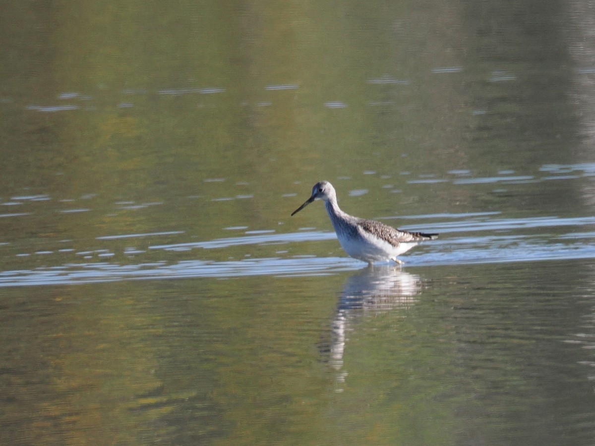 オオキアシシギ - ML643840205