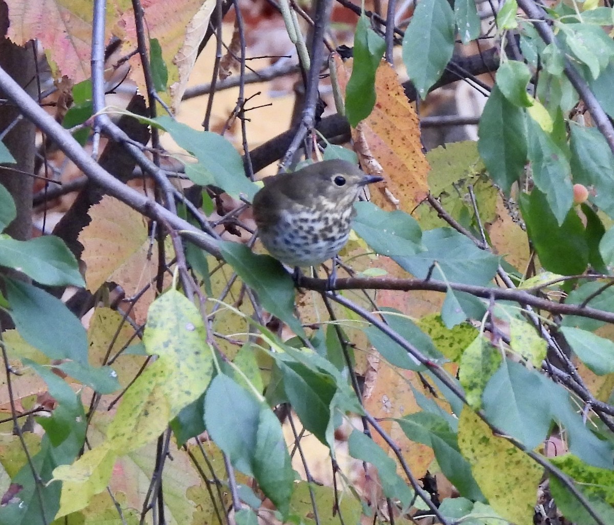 Swainson's Thrush - ML643840214