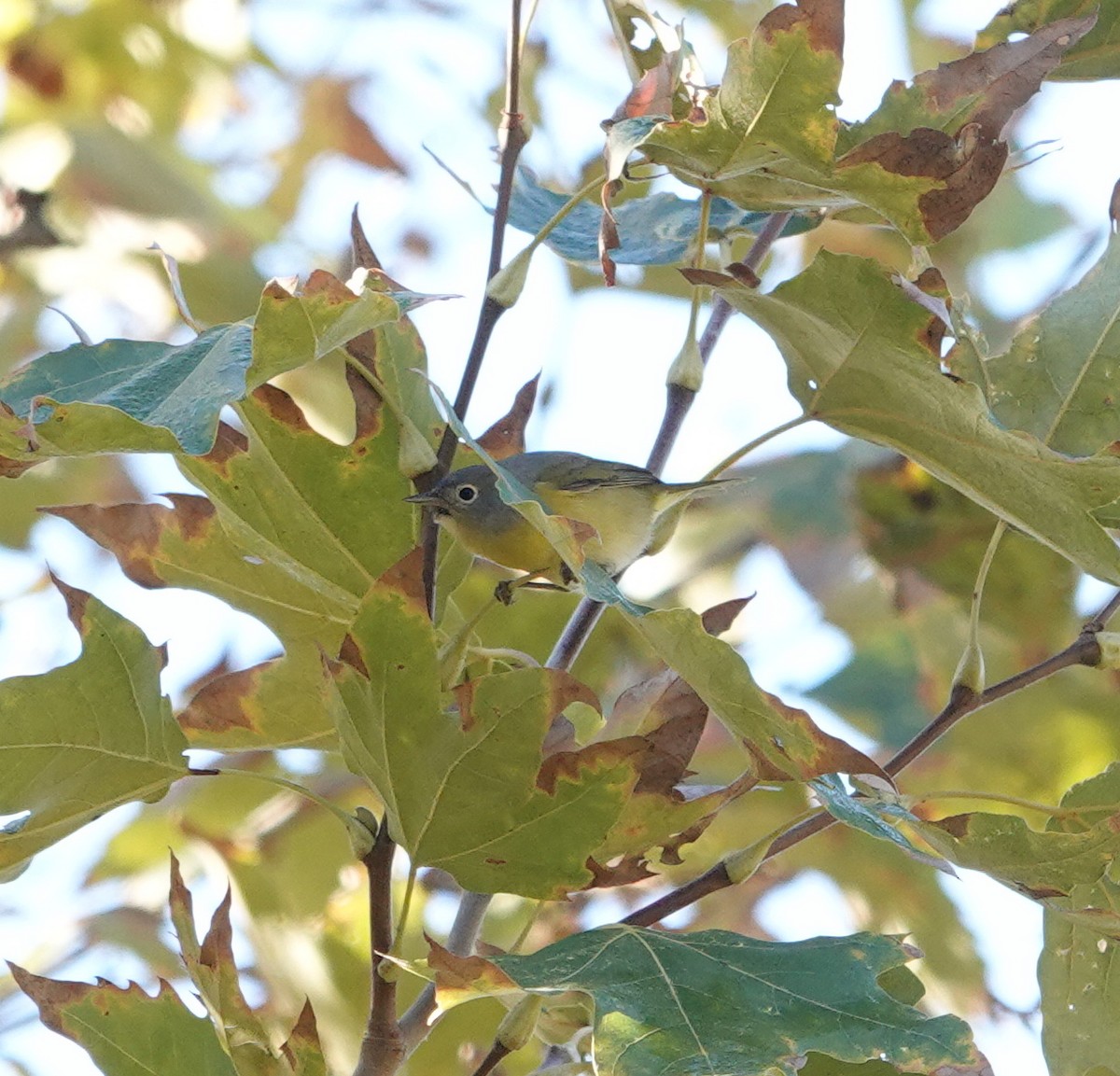 Nashville Warbler - ML643840219