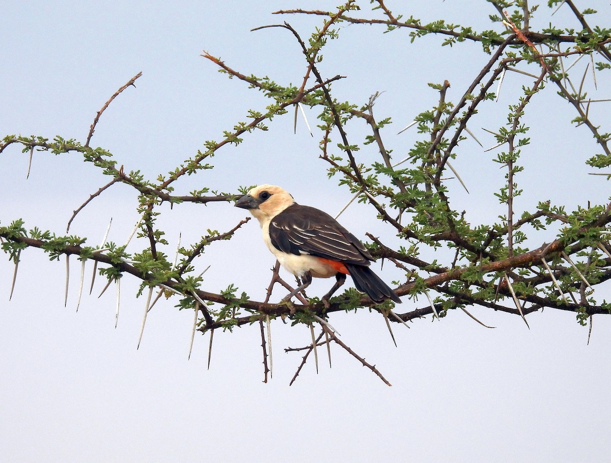 Alecto à tête blanche - ML643840235