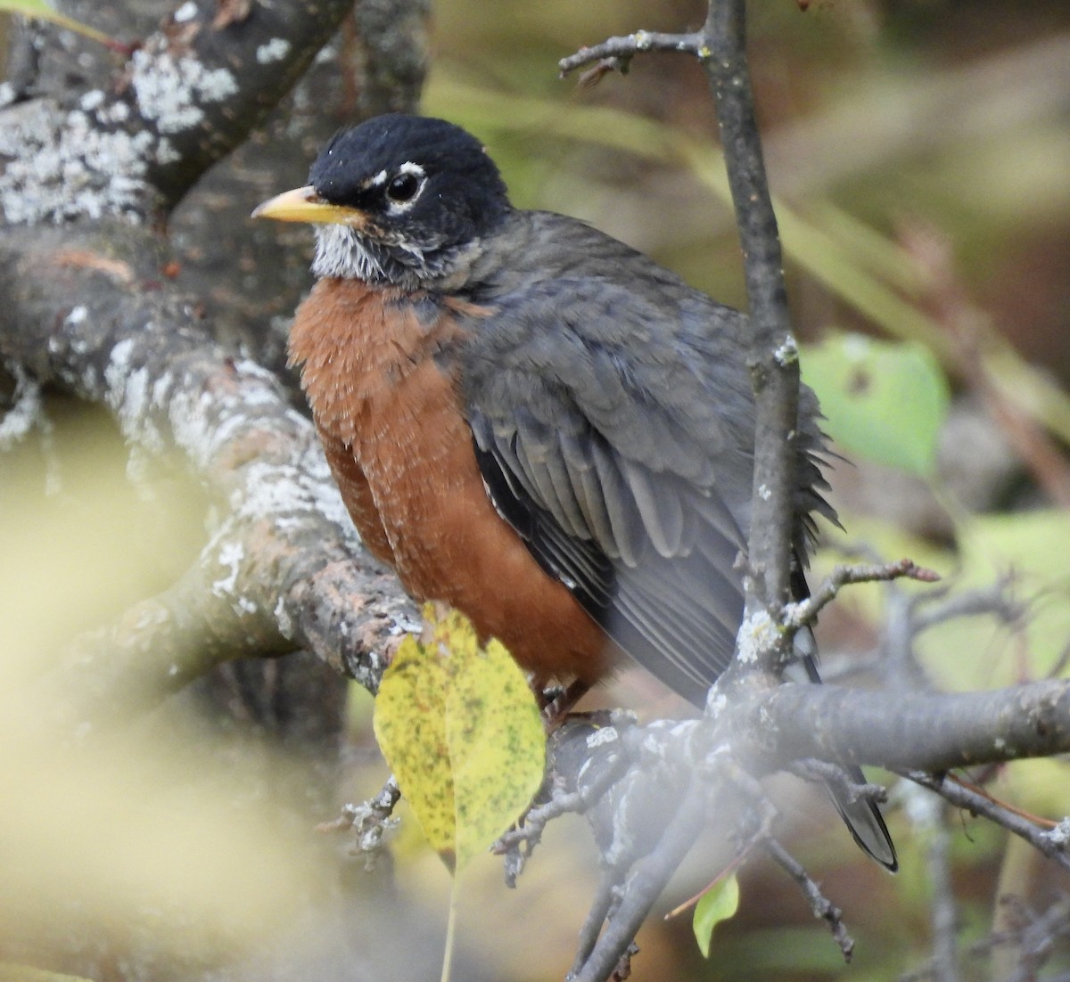 American Robin - ML643840273