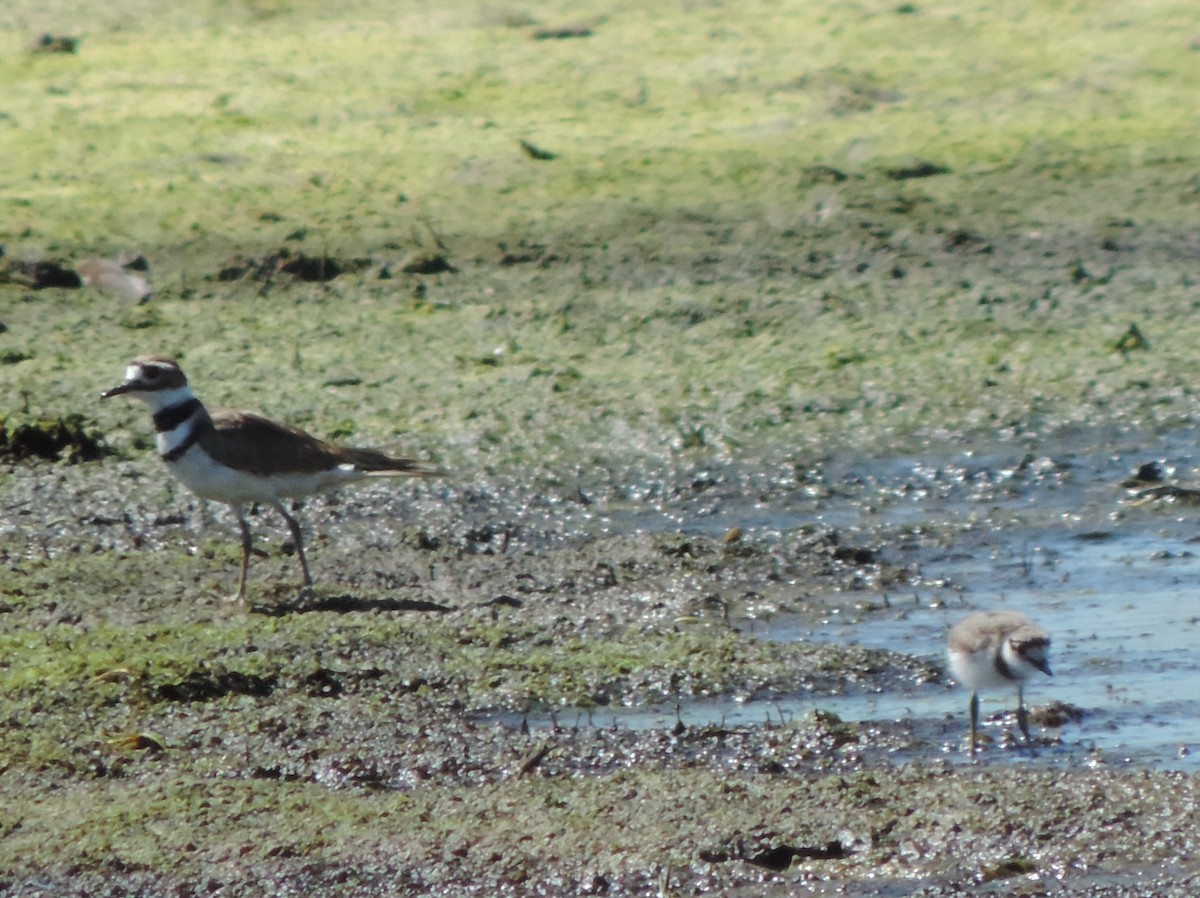 Killdeer - ML64384031