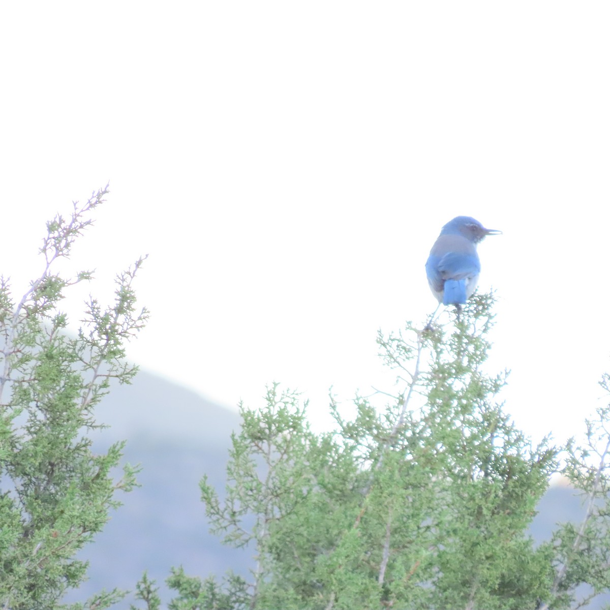Woodhouse's Scrub-Jay - ML643840312