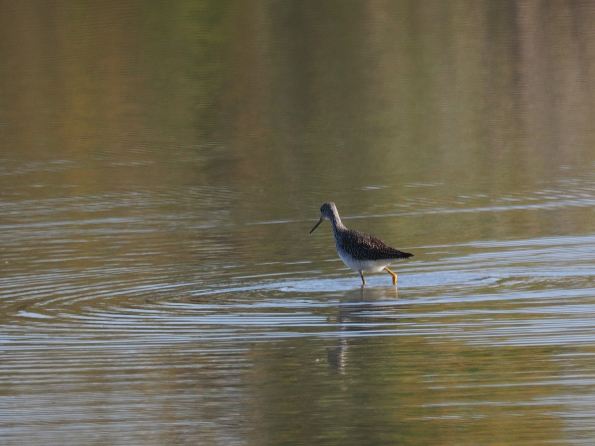 オオキアシシギ - ML643840331