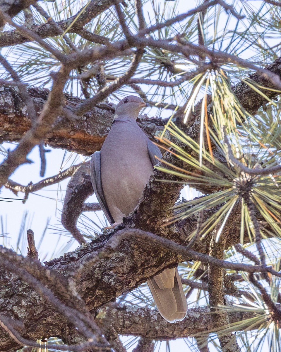 Band-tailed Pigeon - ML643840334
