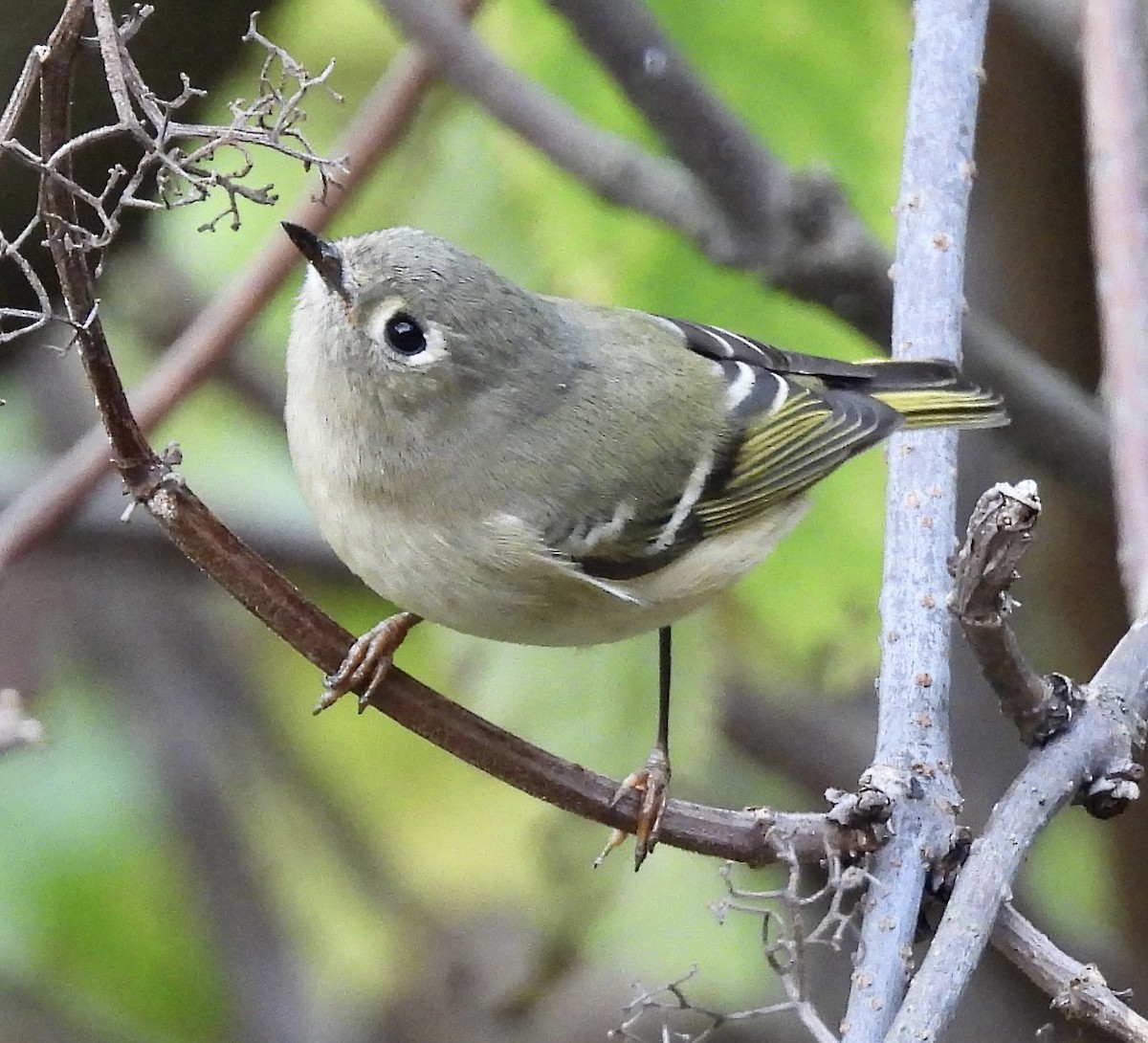 Ruby-crowned Kinglet - ML643840340