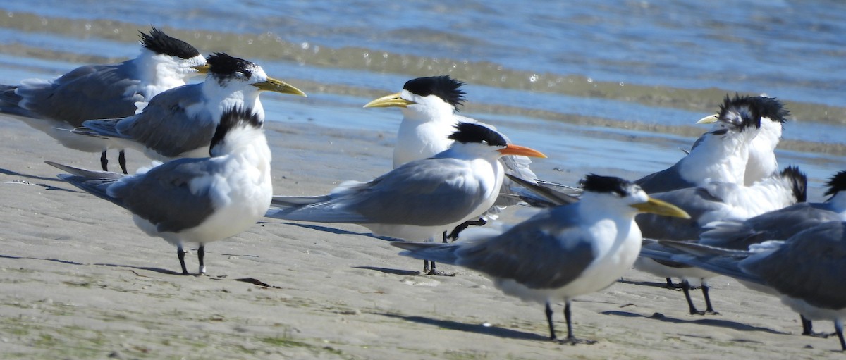 Lesser Crested Tern - ML643840341
