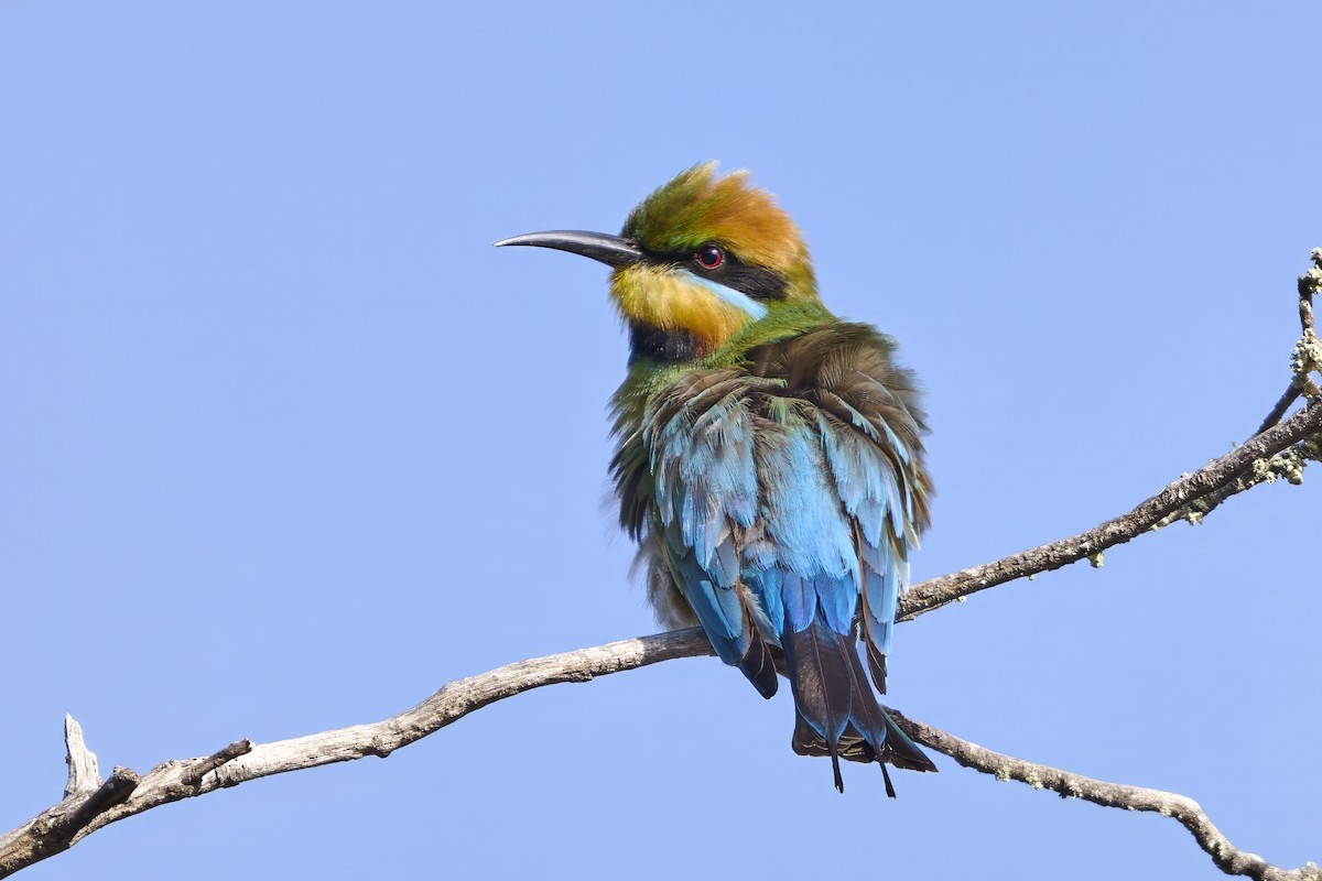 Rainbow Bee-eater - ML643840343