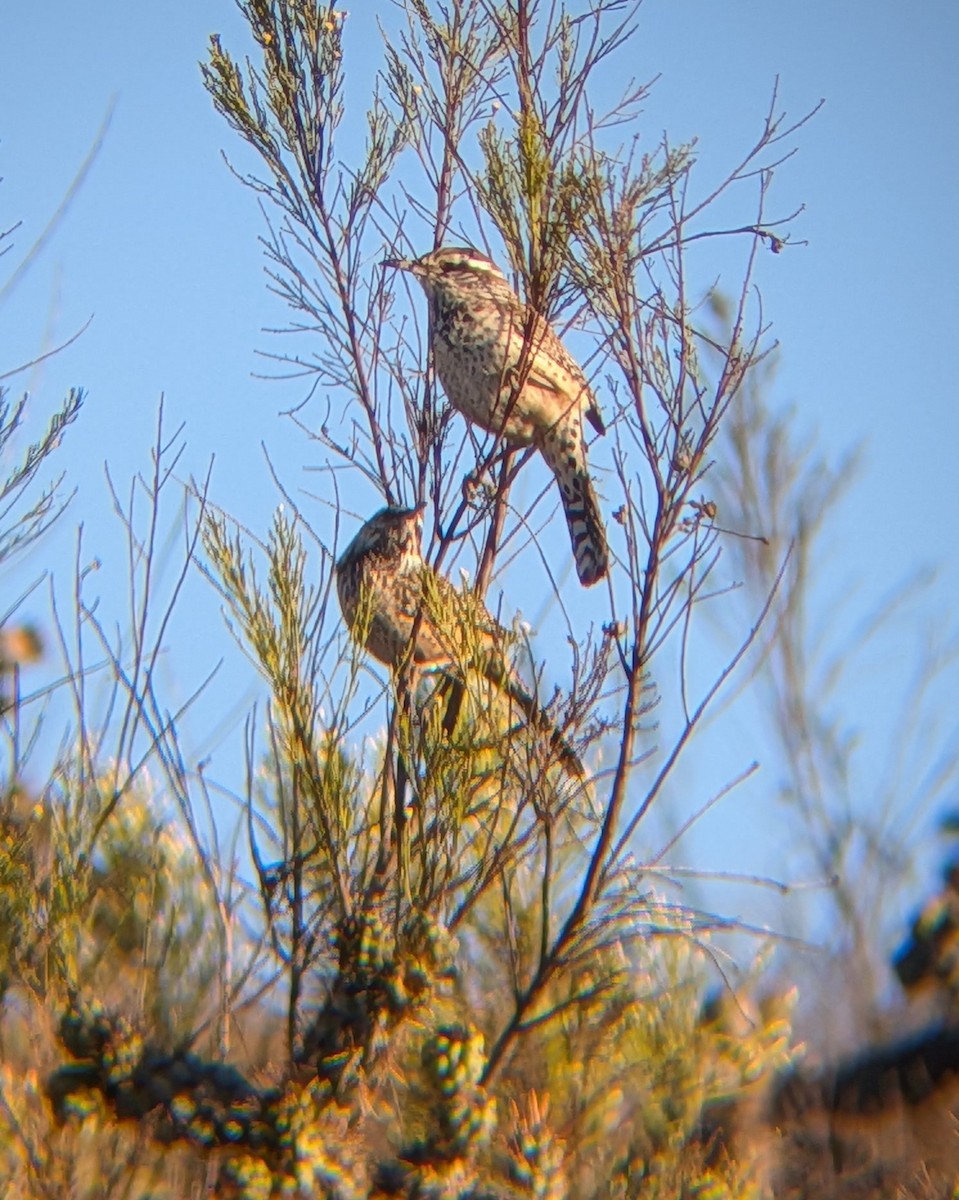 Cactus Wren - ML643840365